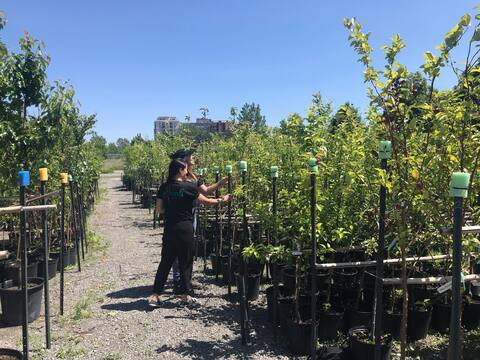 Haya (Fagus sylvatica)