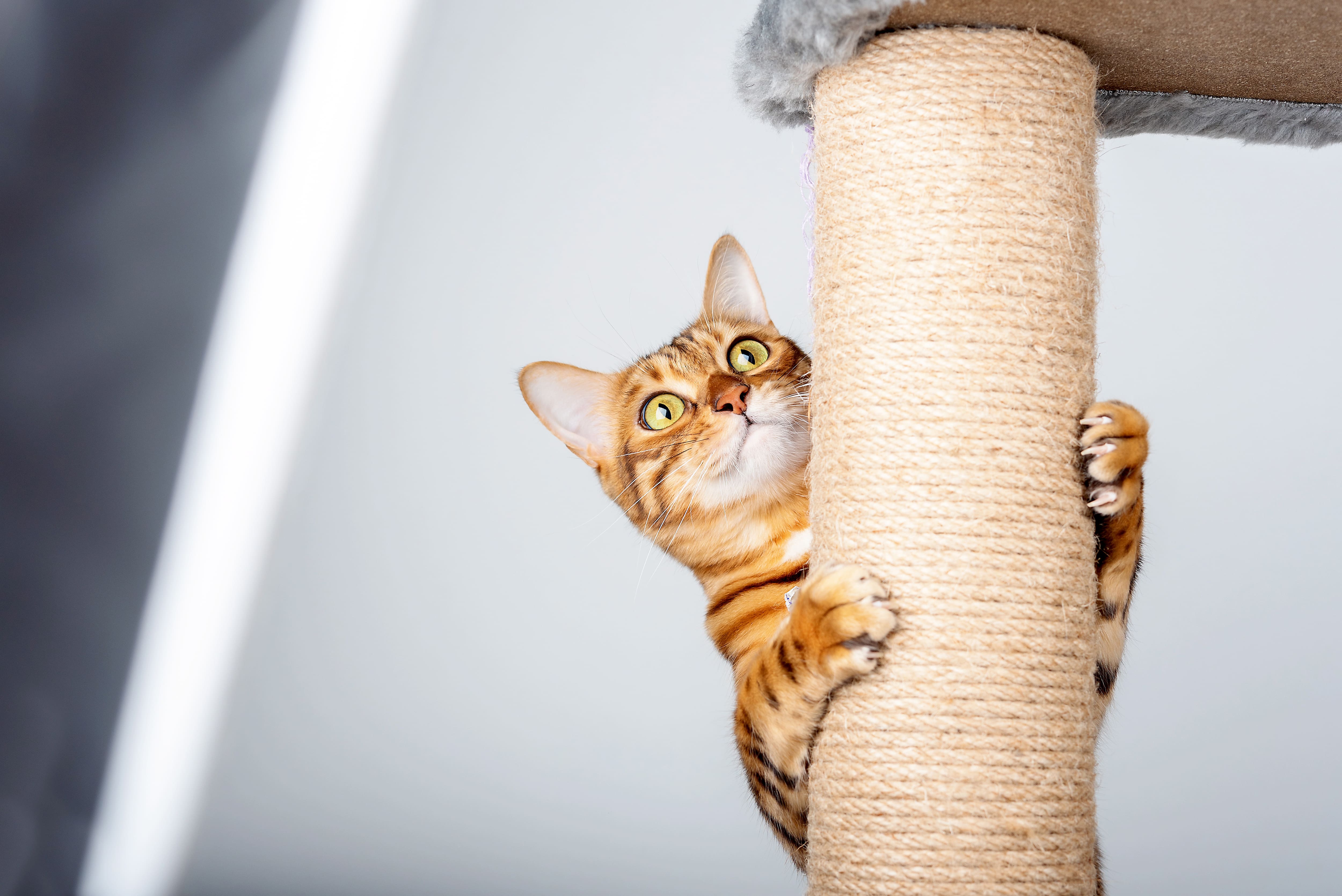 Voici Pourquoi Il Ne Faut Pas S Inquieter Avec La Fin Du Degriffage Des Chats Jdm