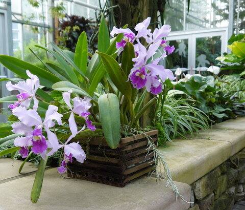 Cette variété d'orchidées resplendissantes est facile à cultiver à la — free download