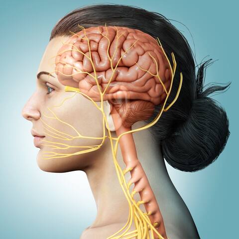 The vagus nerve