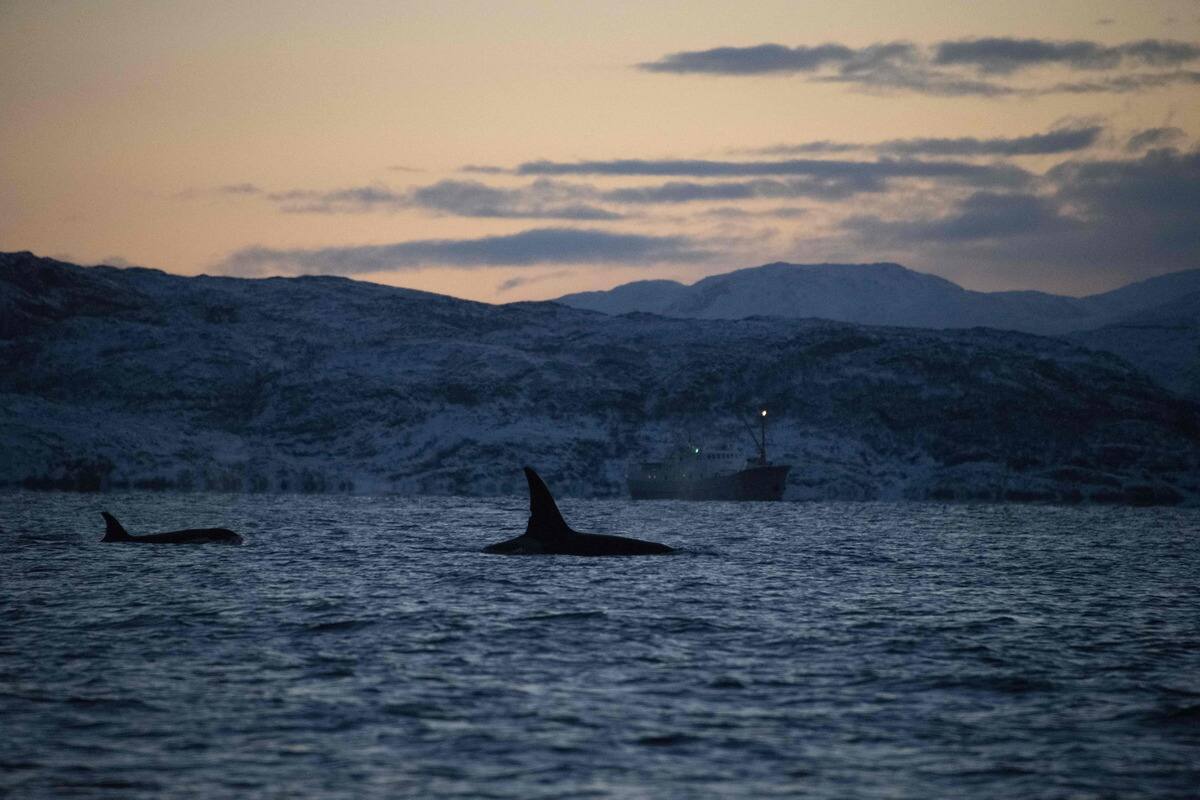 A man was attacked by an orca during a sea voyage