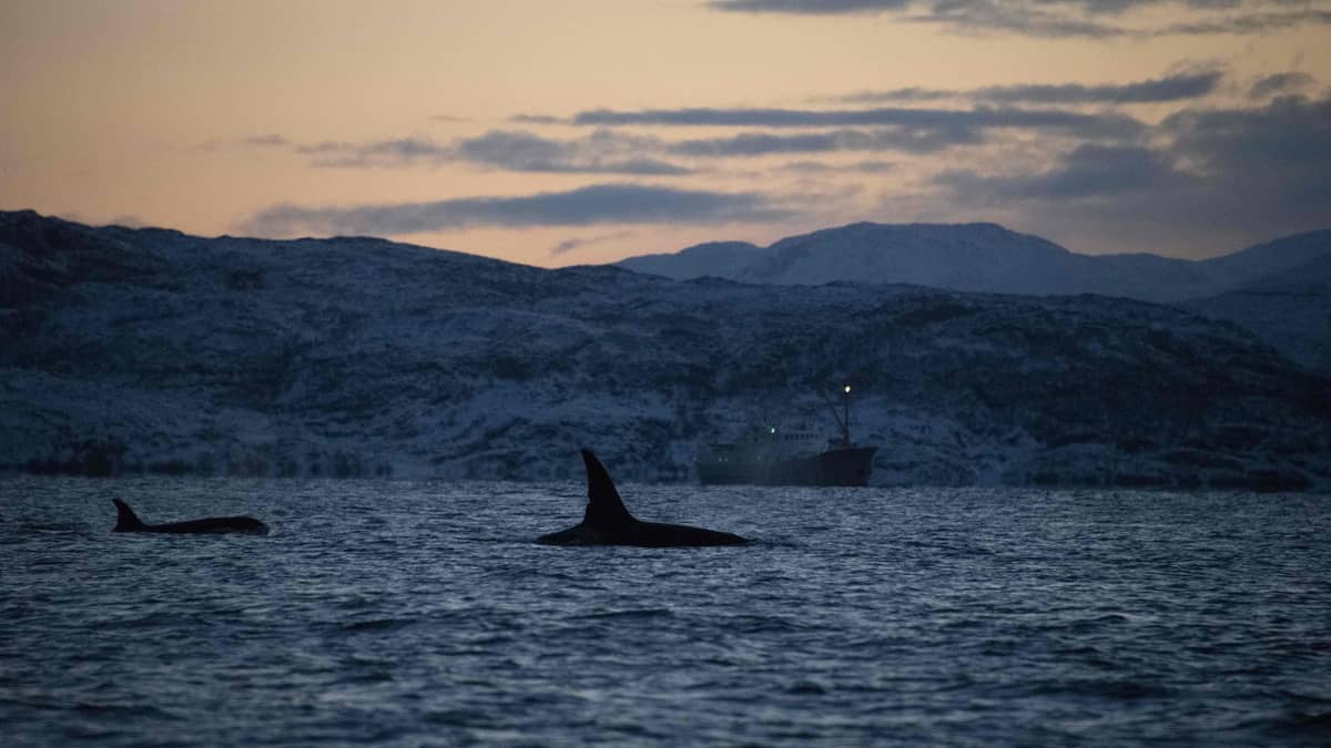 A man was attacked by an orca during a sea voyage A man was attacked by an orca during a sea voyage