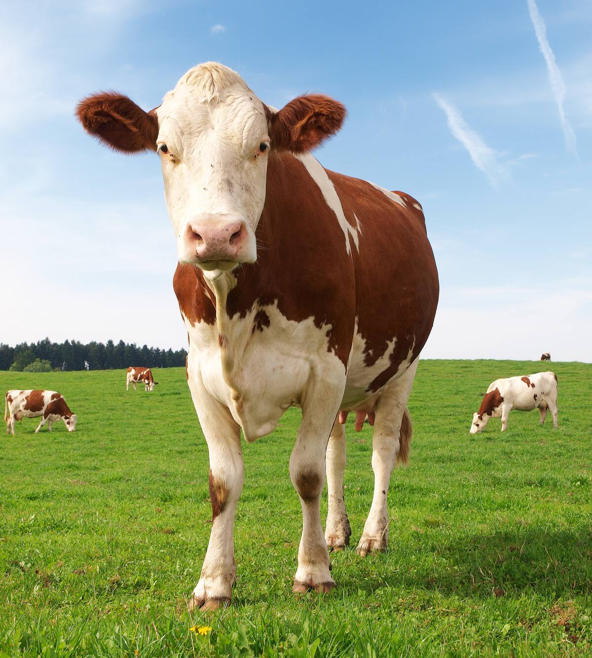 Vache Quebec La vache est la mascotte du Québec! | Le Journal de Montréal