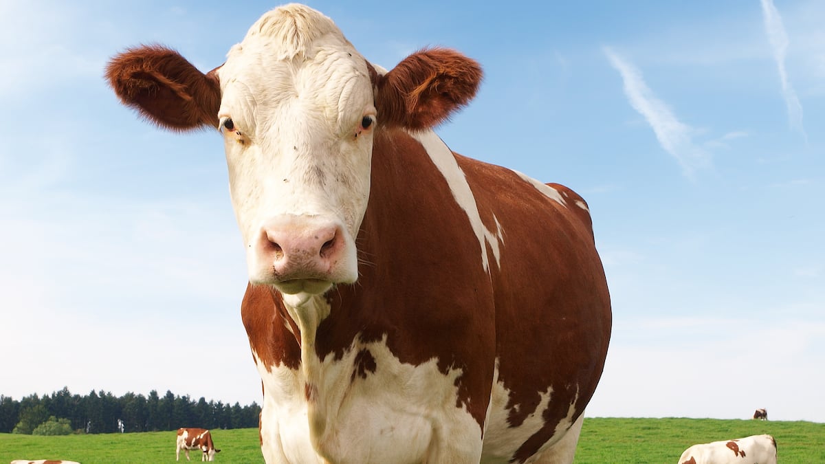 Vache Quebec La vache est la mascotte du Québec! | Le Journal de Montréal
