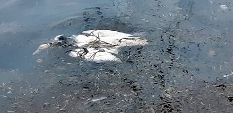 Birds were also in the water