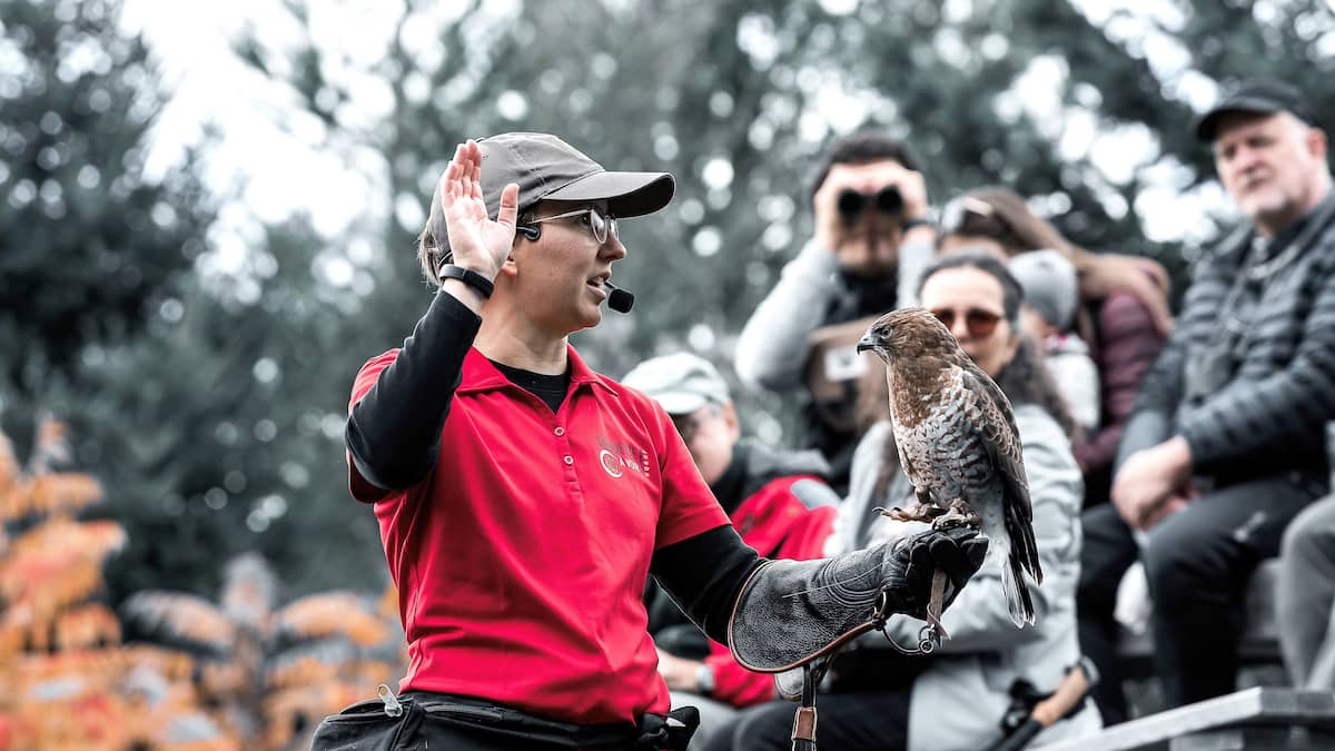 Un refuge d’oiseaux de proie unique
