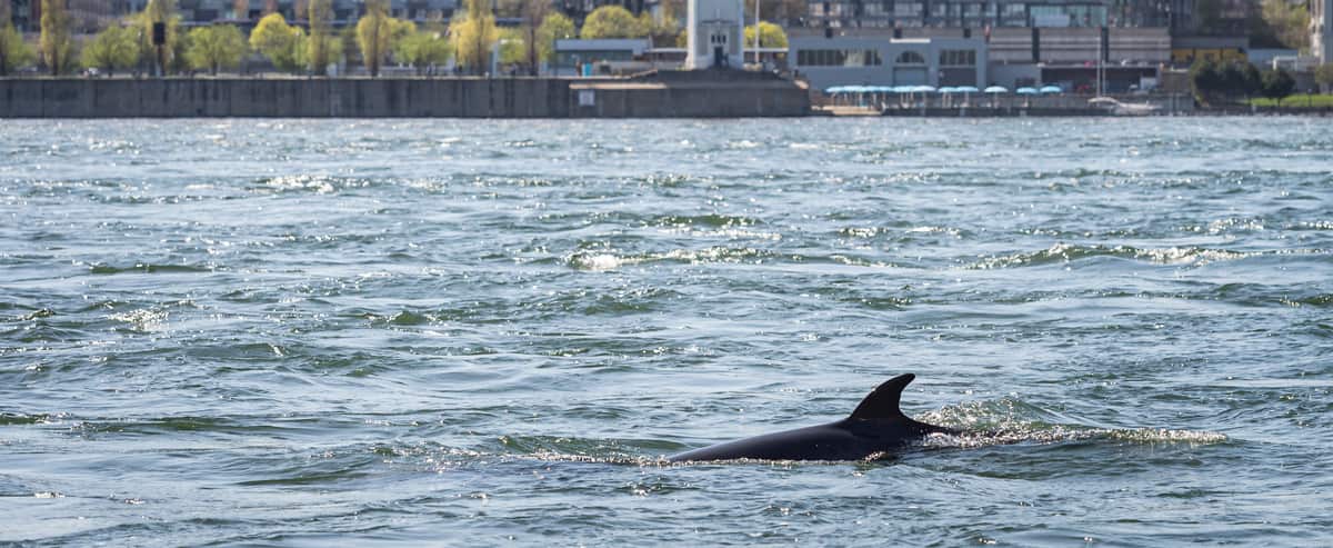 Montréal a perdu ses deux baleines