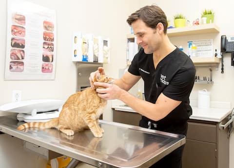 Dr Sébastien Kfoury, from the Brossard clinic of the Vet et Nous network with a cat who seems to be collaborating well.