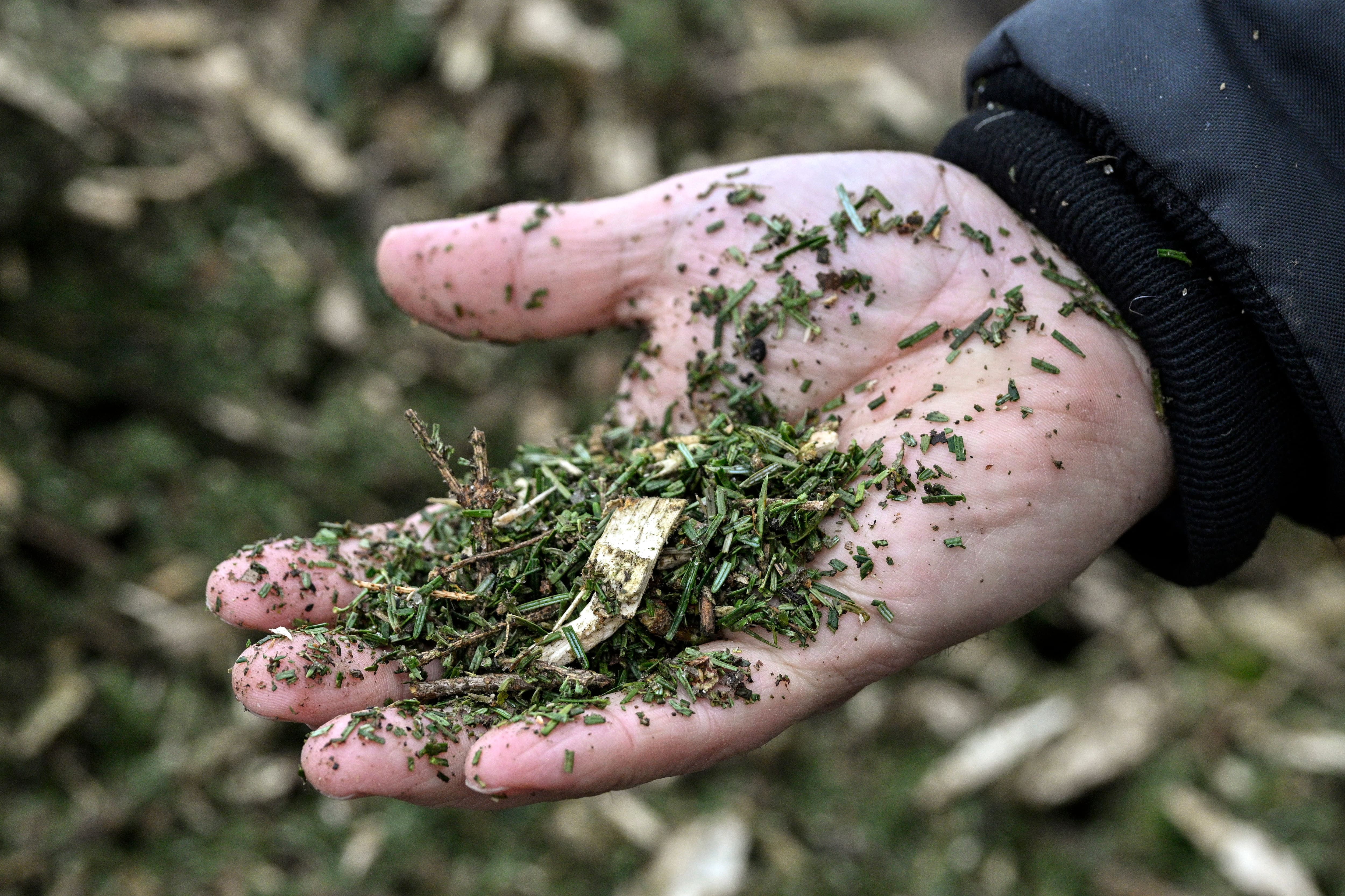 [EN IMAGES] Voici ce que devient votre sapin après la collecte JDM