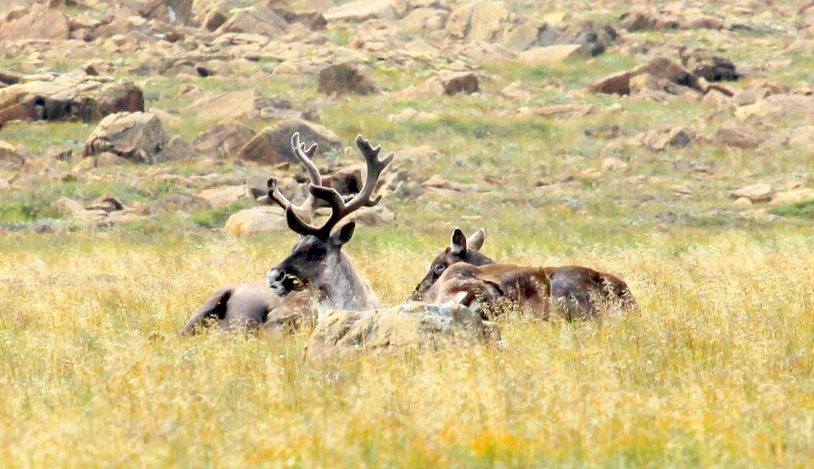 Protection du caribou: des «projets régionaux» jugés insuffisants | TVA ...
