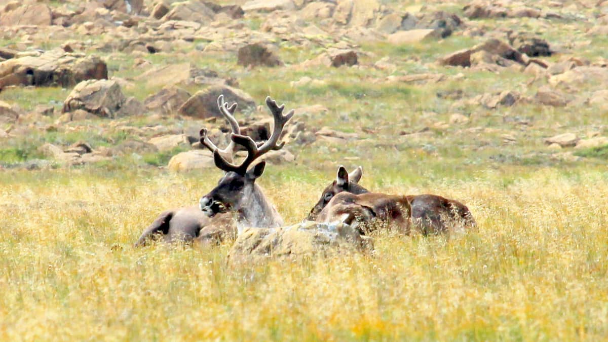 Caribou Protection Protection du caribou: des «projets régionaux» jugés insuffisants | TVA ...