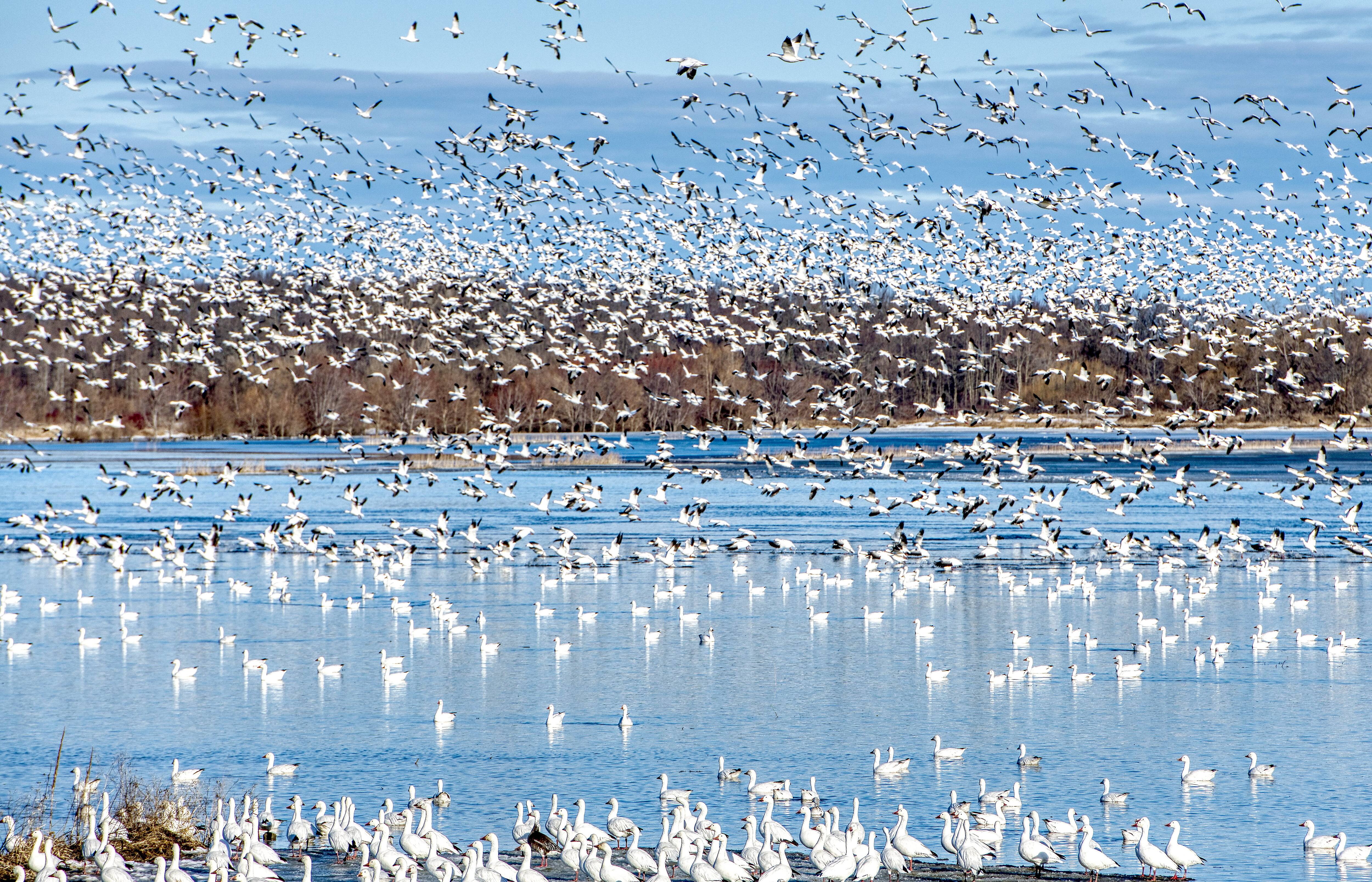 Quand il neige des oies à BaieduFebvre JDM