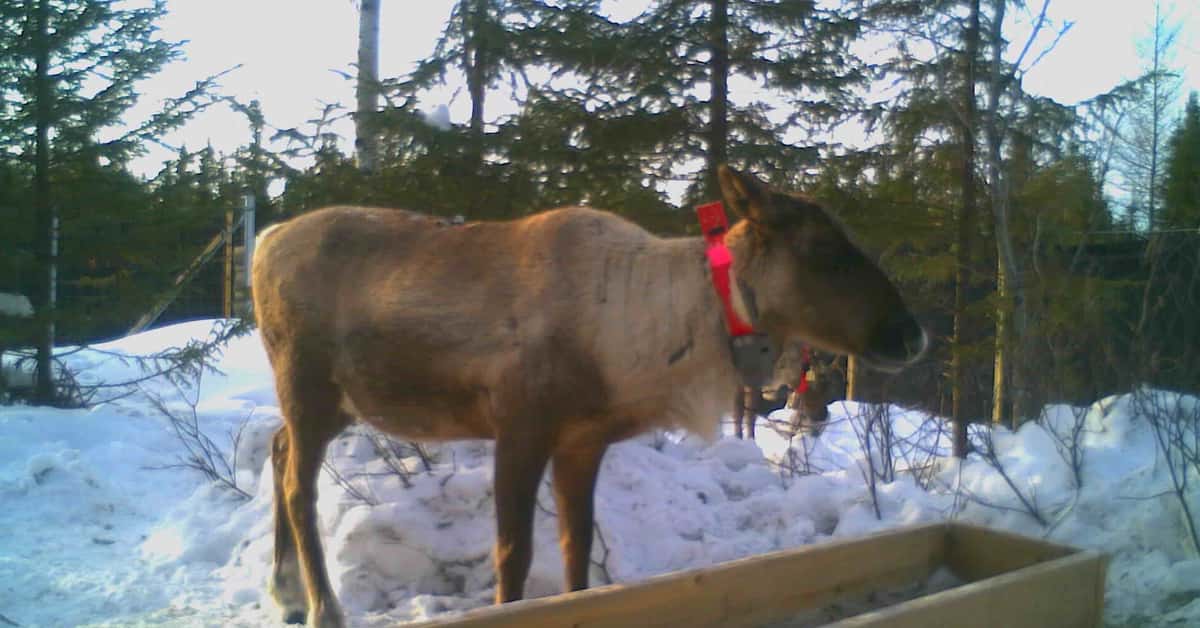 One of the last caribou to be killed by predators in Caspaceae