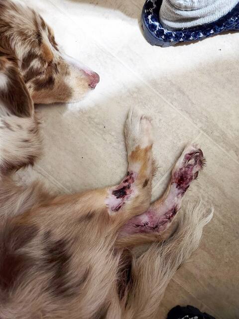 Dog hit by a car - veterinary file