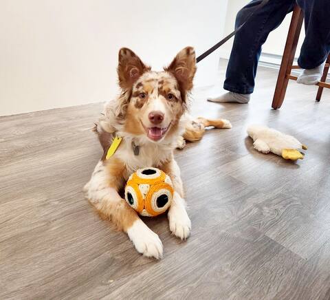 Fortunately, Bella is now better.