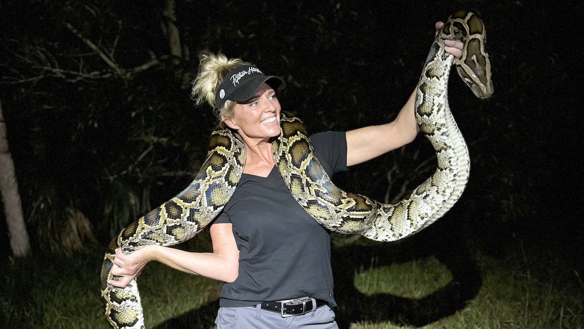 Python Birman Hunter Chassez le python birman et gagnez jusqu’à 10 000$ | JDQ