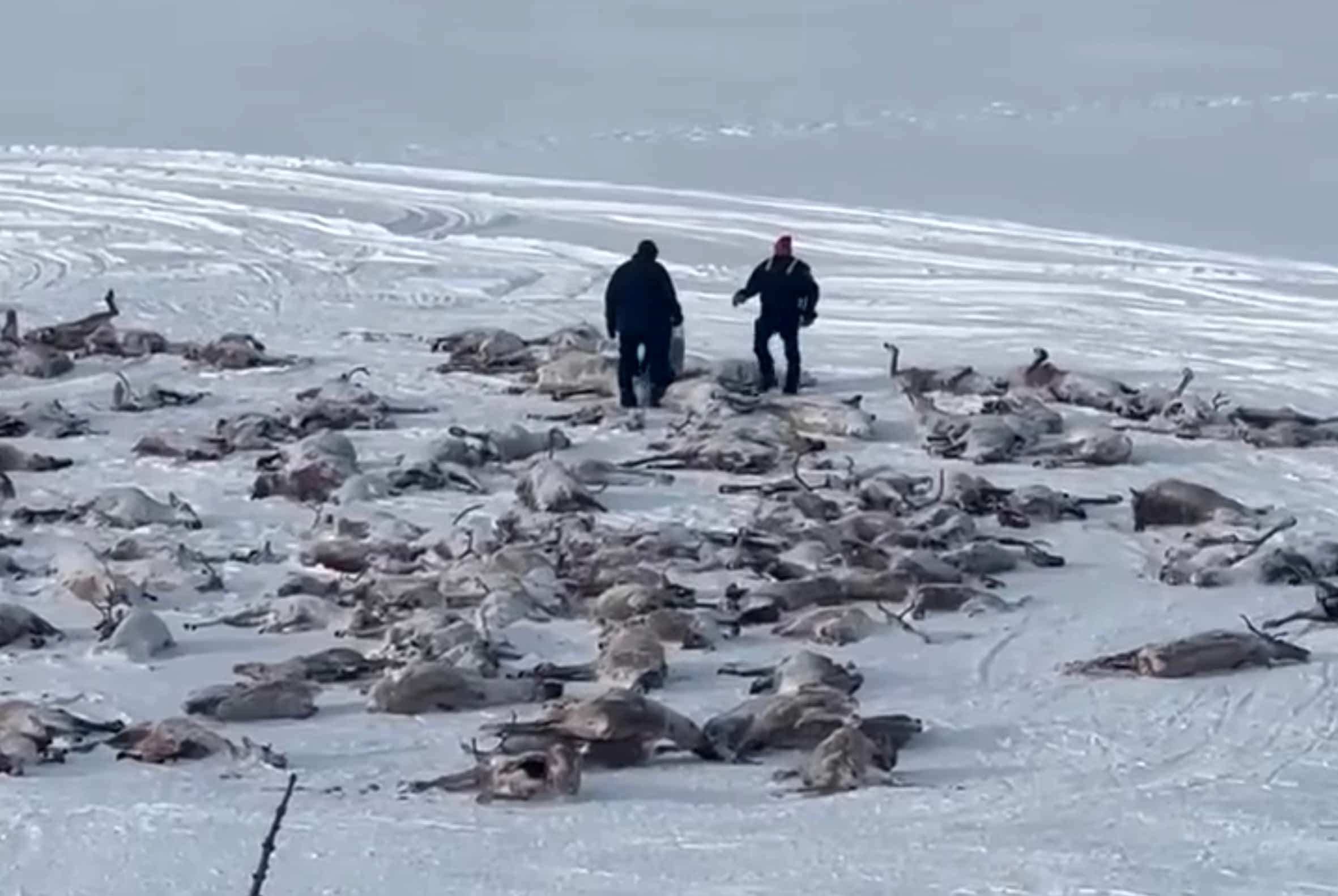 Les agents de la faune n&rsquo;ont pas pu identifier les chasseurs de caribous au nord de Schefferville