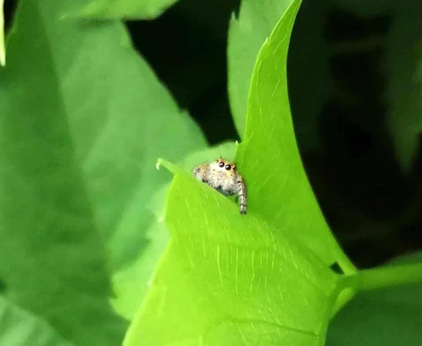 Terrarium Pour Les Araignées Sauteuses | Terrarium En