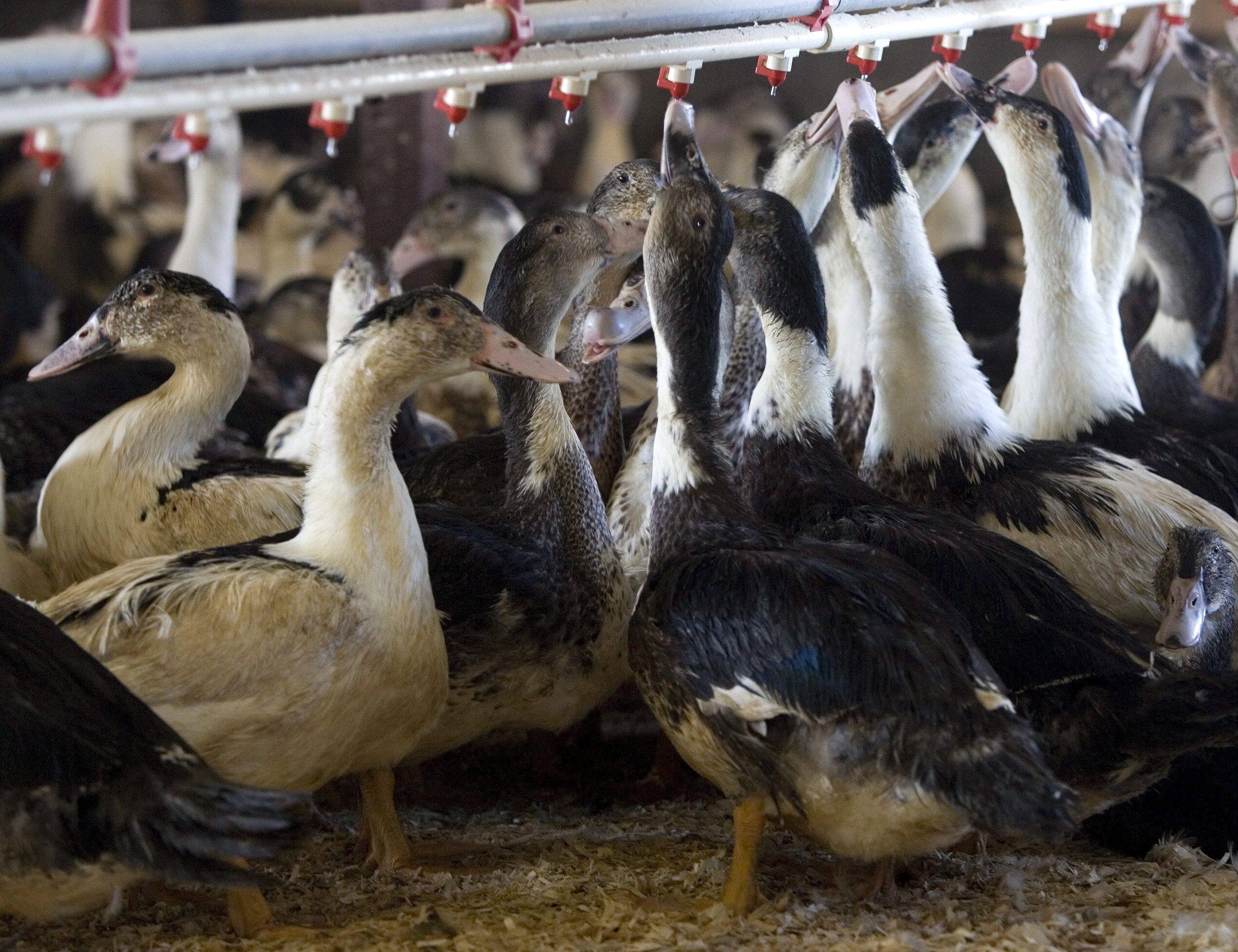 鳥インフルエンザ A (H5N1): 「あと 2 つの変異で、新型コロナウイルスよりも悪い可能性のあるウイルスが発生する可能性があります」