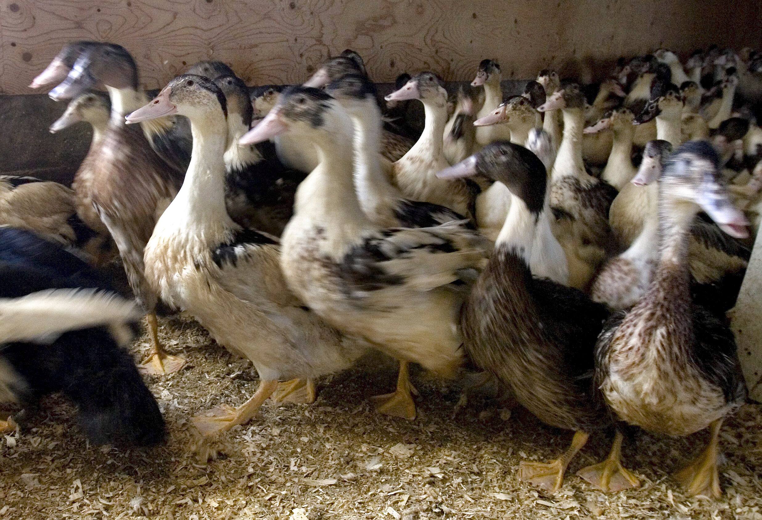 L'OMS appelle &agrave; renforcer la surveillance dans la lutte contre la grippe aviaire