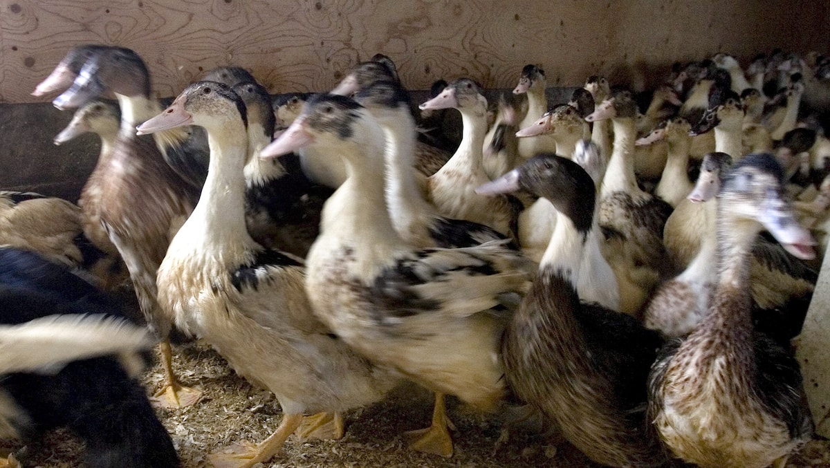 L'OMS appelle à renforcer la surveillance dans la lutte contre la grippe aviaire