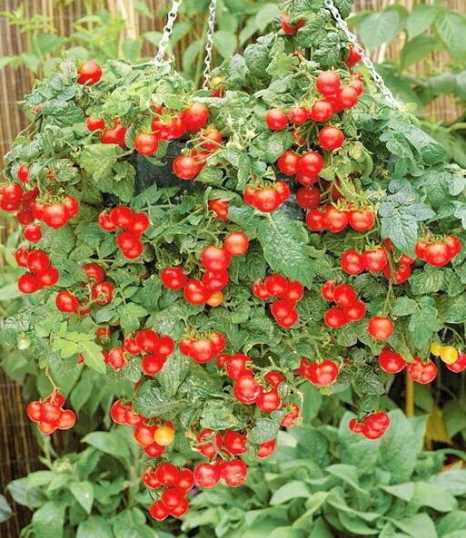 7 plants de tomates qui poussent bien en pot JDM — free download