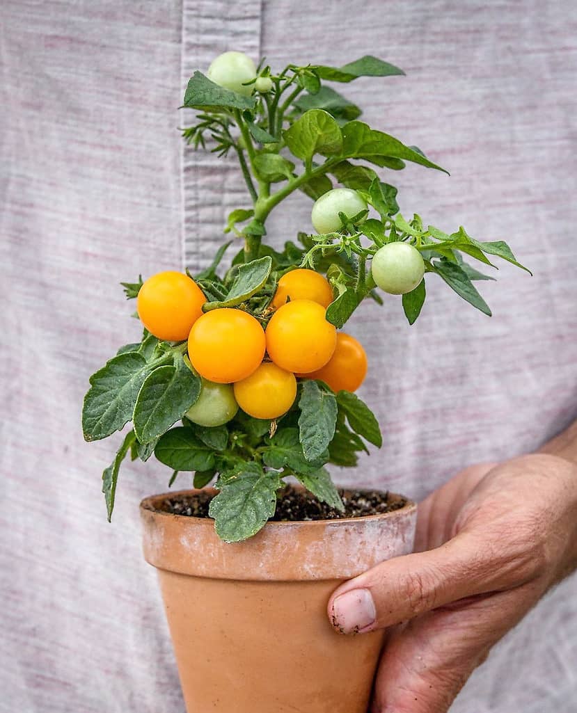 7 plants de tomates qui poussent bien en pot JDM — free download