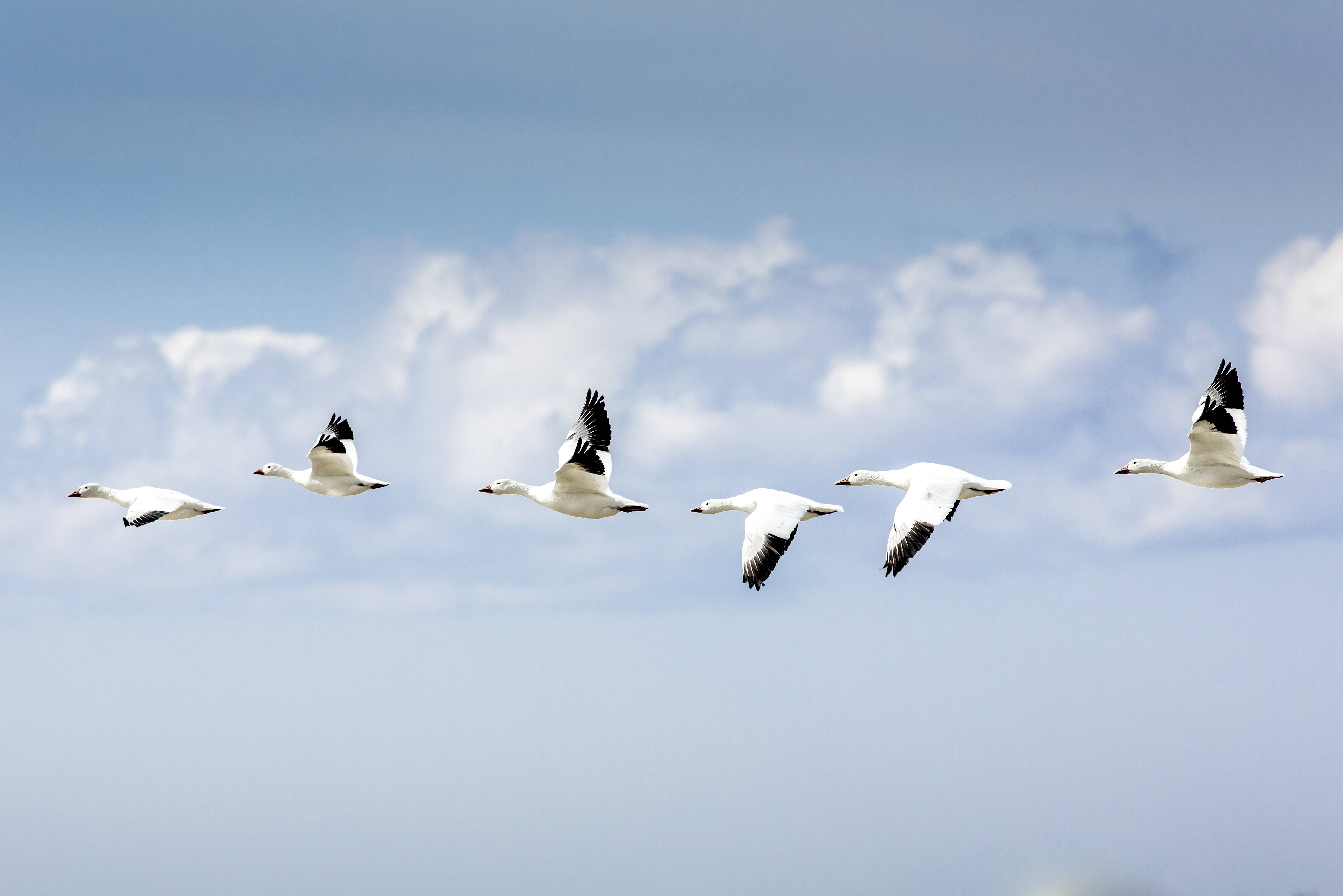 Le spectacle des oies à BaieduFebvre JDM
