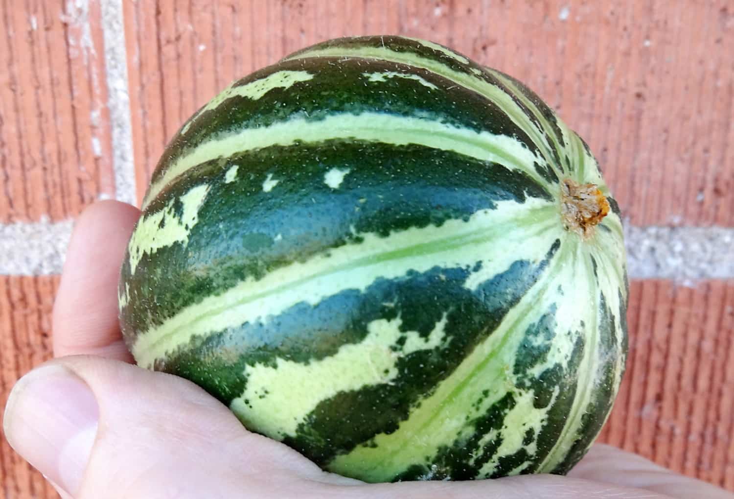 Sept variétés de concombres à découvrir cet été | JDM