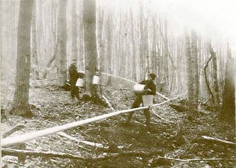As this photo from 1913 shows, the use of tubing in the maple groves is not as recent as one would have thought, but it is nevertheless limited to that time.