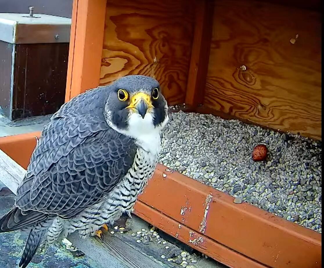 [EN IMAGES] Un premier œuf de faucon pèlerin dans la tour de l’Université de Montréal TVA