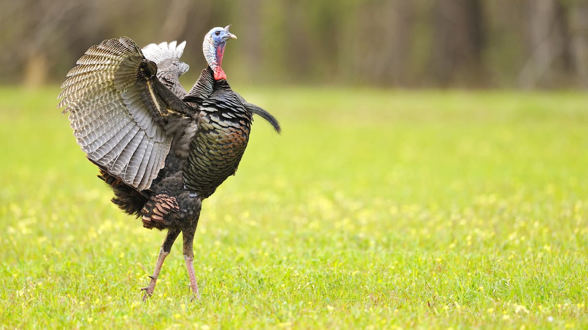 Dindon sauvage: démystifier son langage corporel | JDM