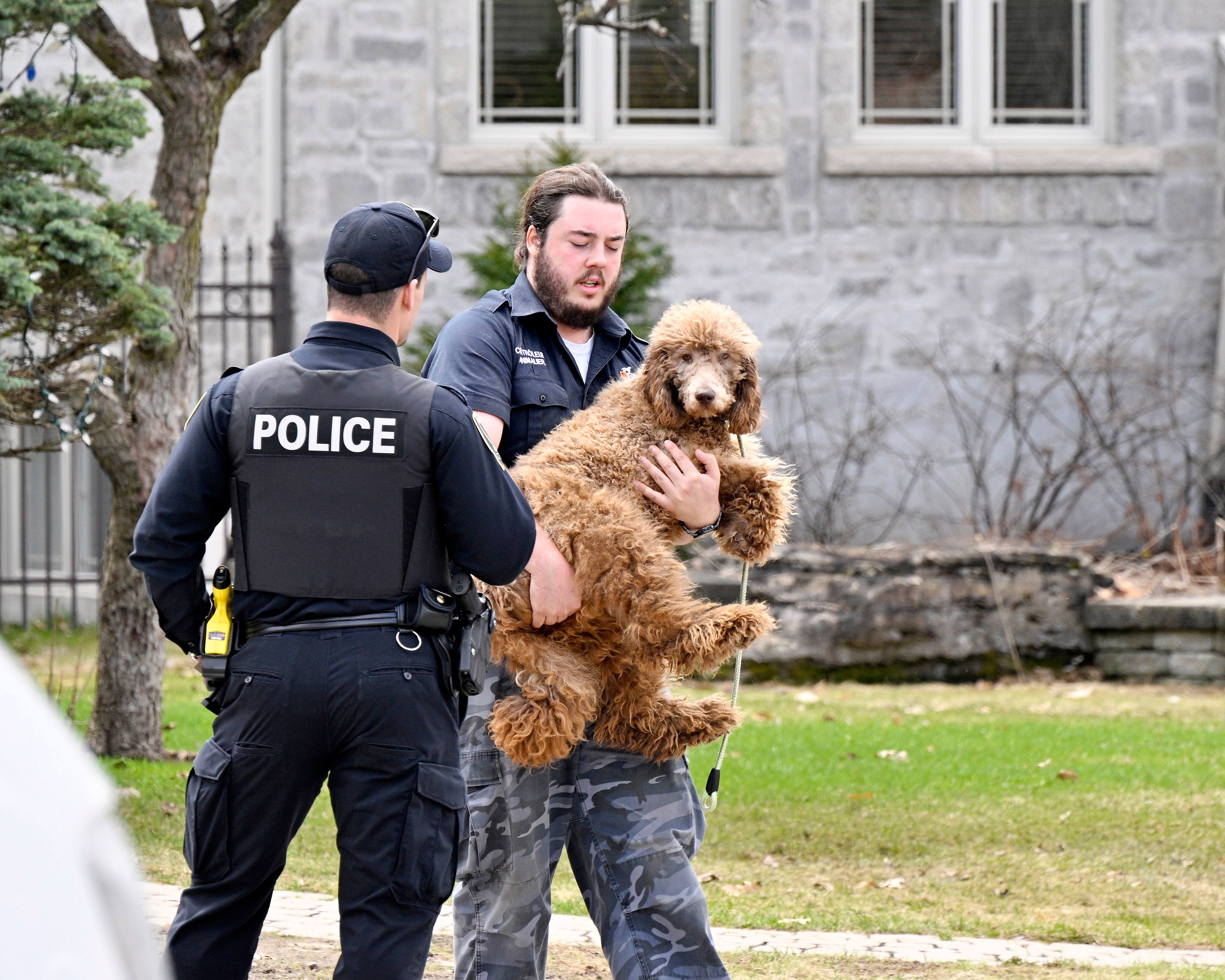 [EN IMAGES] 106 dogs seized from one home in Blainville