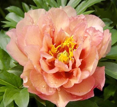 Peony Copper Kettle Altura: 70 cm Ancho: 80 cm Floración: Cobrizo en junio Resistencia: Zona 3