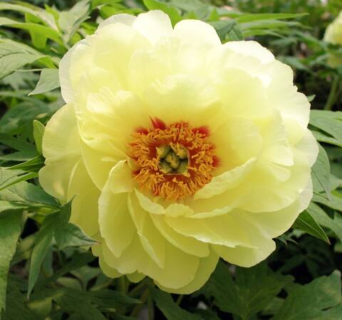 Árbol de peonía Shima-Nishiki Altura: 1,20 m Ancho: 1 m Floración: rosa y blanca cerca de finales de mayo Resistencia: Zona 4