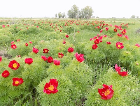 Peonía de hojas finas (Paeonia tenuifolia) Altura: 60 cm Ancho: 70 cm Floración: roja a principios de mayo Resistencia: Zona 4