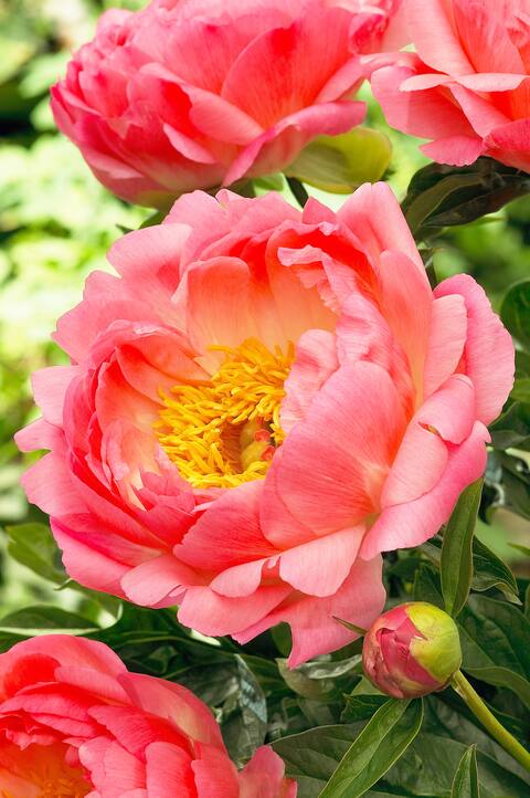 Coral Peony Sunset Altura: 90 cm Ancho: 90 cm Floración: Pink Peach en junio Resistencia: Zona 3