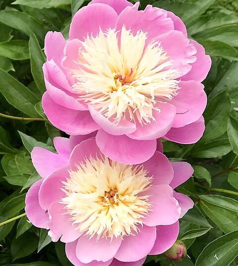 Platillo de peonía de Beauty Altura: 90 cm Ancho: 90 cm Floración: rosa y blanca en junio Resistencia: Zona 3