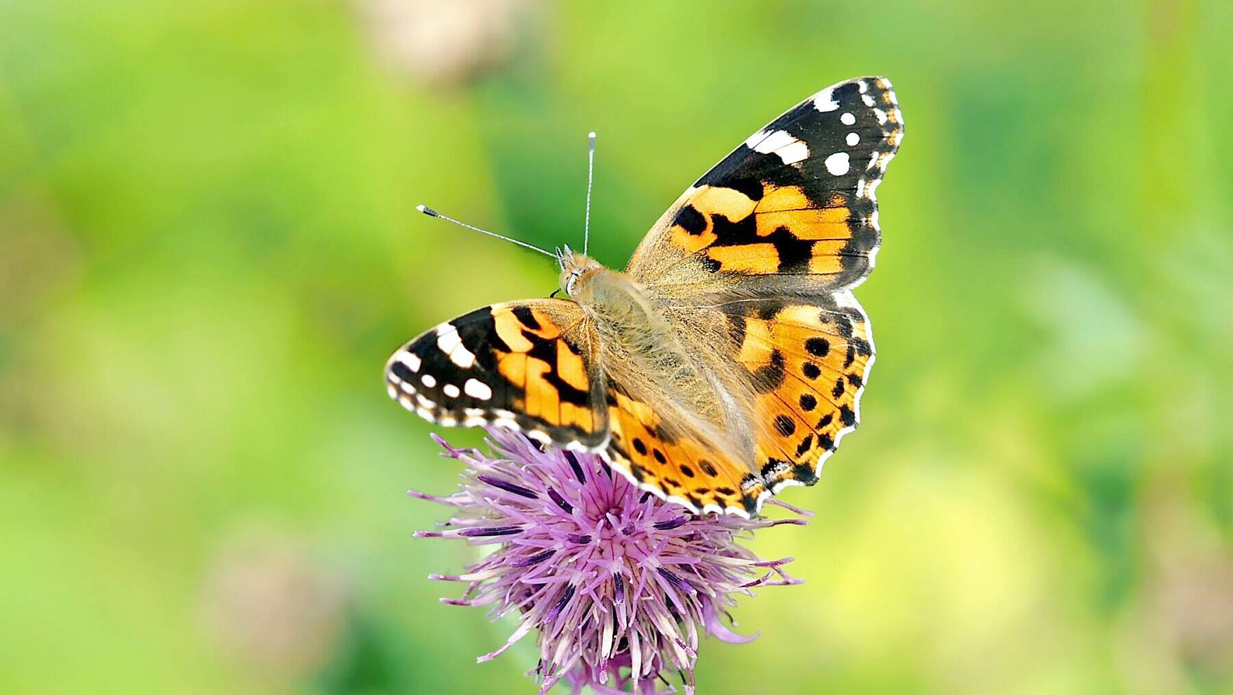 Attirer les papillons dans votre jardin grâce à ces 5 fleurs QUB info — free download