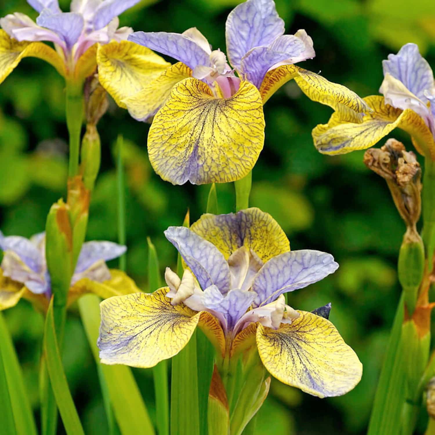L iris La Fleur Parfaite Pour Les Milieux Humides JDQ l-iris-la-fleur-parfaite-pour-les-milieux-humides-jdq