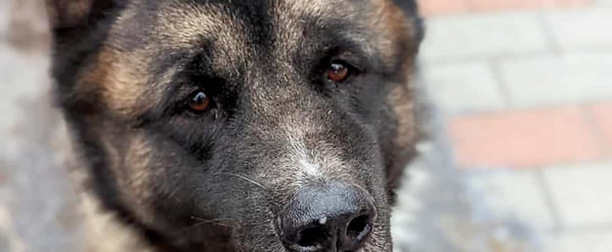 Vague d’abandons d'animaux de compagnie sans précédent à cause de la crise du logement