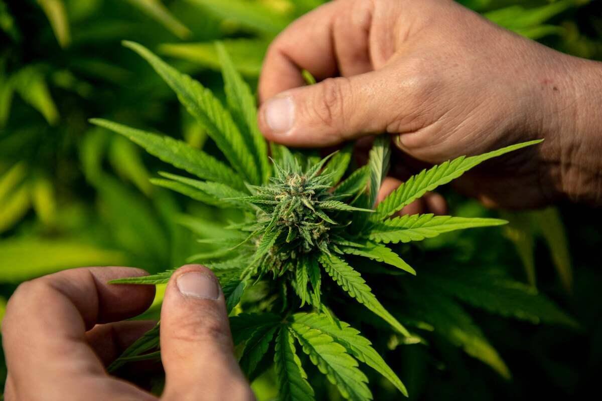 Un premier pays europ&eacute;en s&rsquo;appr&ecirc;te &agrave; l&eacute;galiser le cannabis