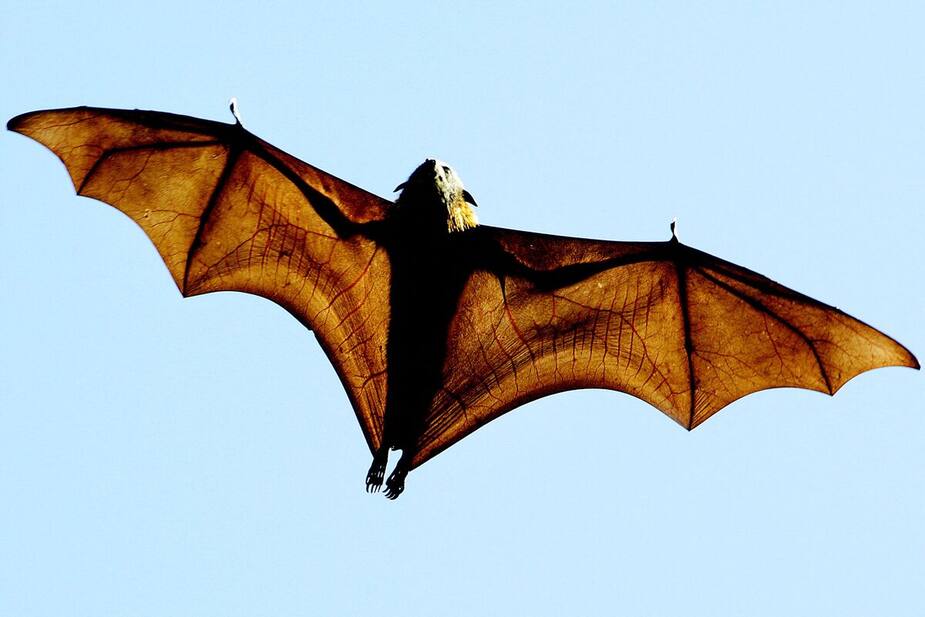 Image principale de l'article Il relâche une chauve-souris en pleine projection