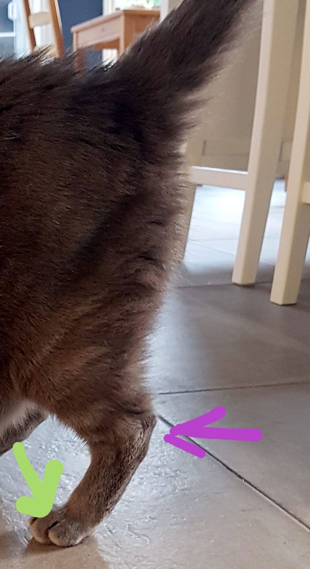 chat debout sur quatre pattes