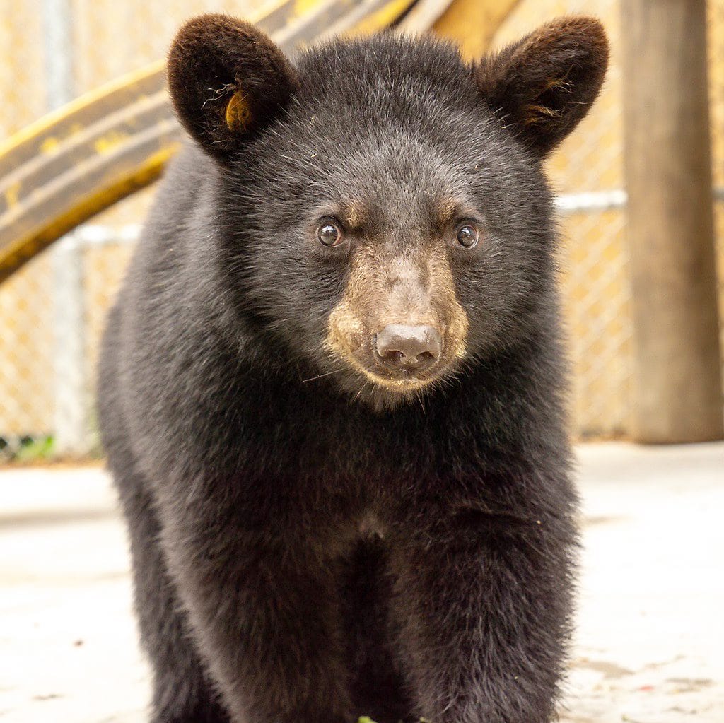 &laquo;Un zoo pas comme les autres&raquo;: Le retour inattendu des oursons pour la derni&egrave;re de la saison