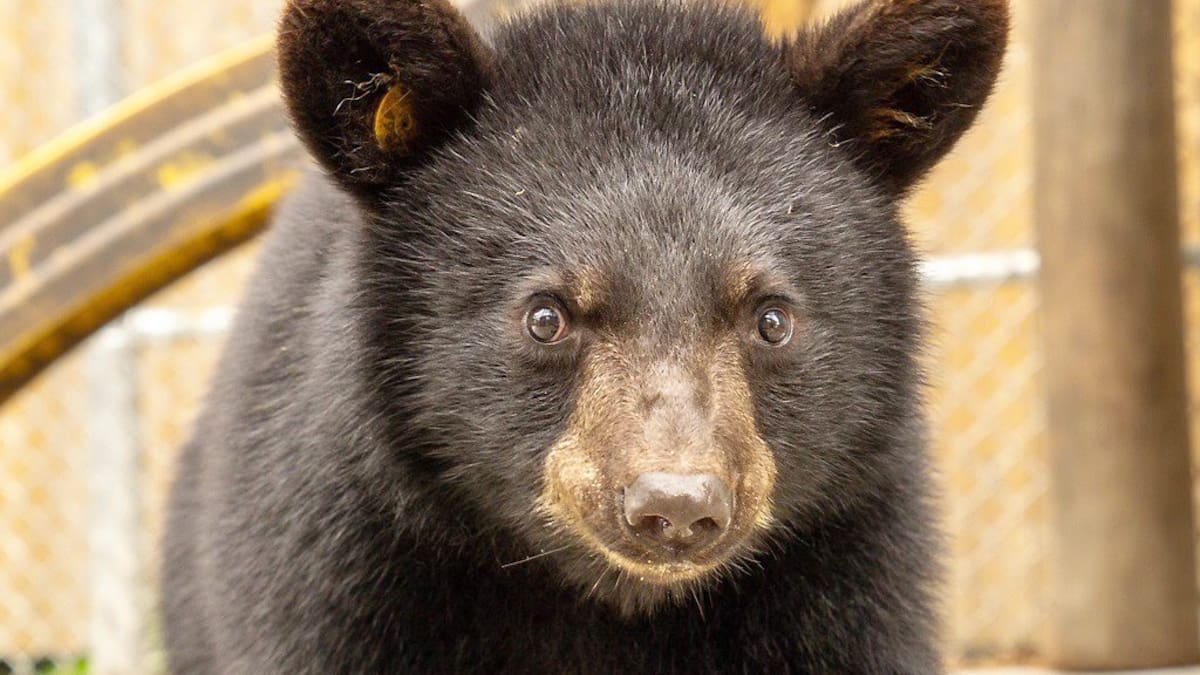 «Un zoo pas comme les autres»: Le retour inattendu des oursons pour la dernière de la saison