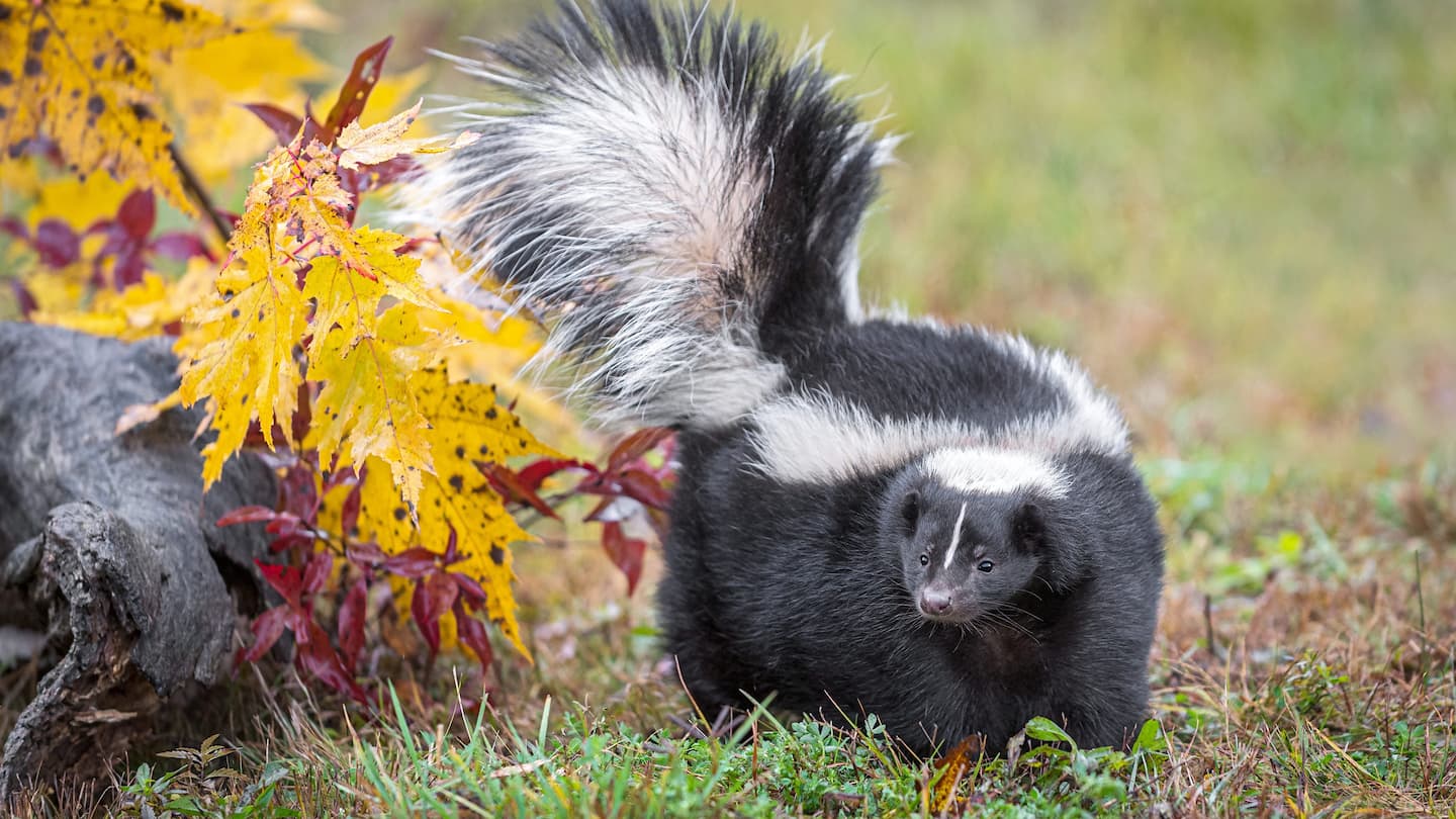 Des méthodes économiques pour éloigner les animaux sauvages de votre domicile