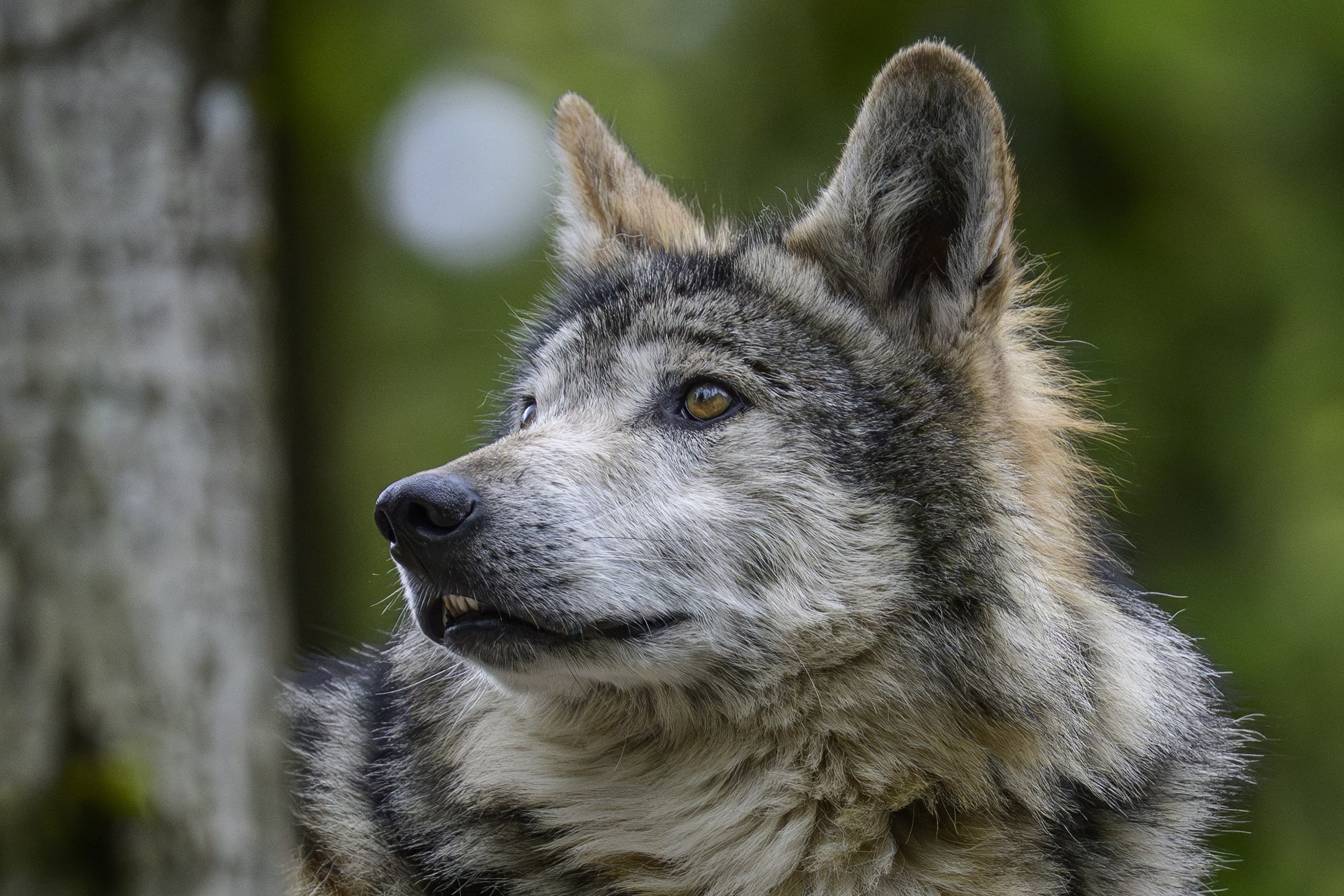 Capture d’un loup pour avoir attaqué deux personnes près d'Athène