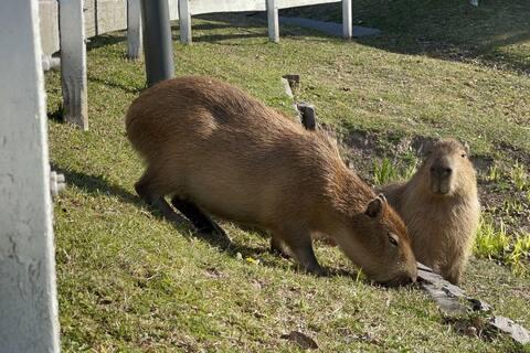 Argentina: desterrados de su hábitat, los capibaras siembran discordia en hermosos barrios