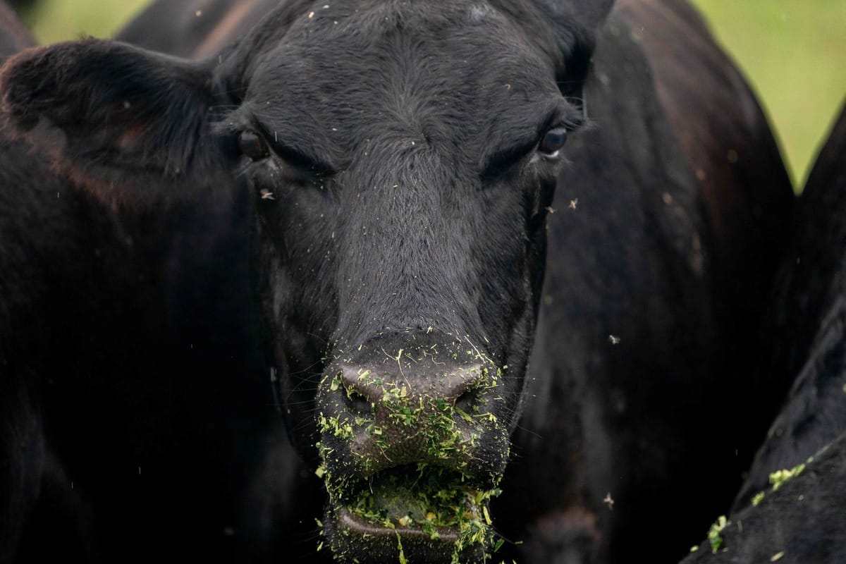 Grippe aviaire: d&eacute;couverte du virus H5N1 dans du lait aux &Eacute;tats-Unis
